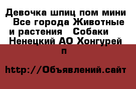 Девочка шпиц пом мини - Все города Животные и растения » Собаки   . Ненецкий АО,Хонгурей п.